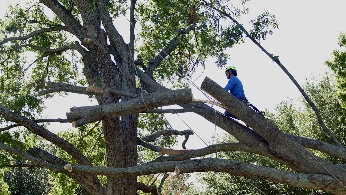 Professional Hazardous Tree Removal performed by certified arborists in Jackson Heights