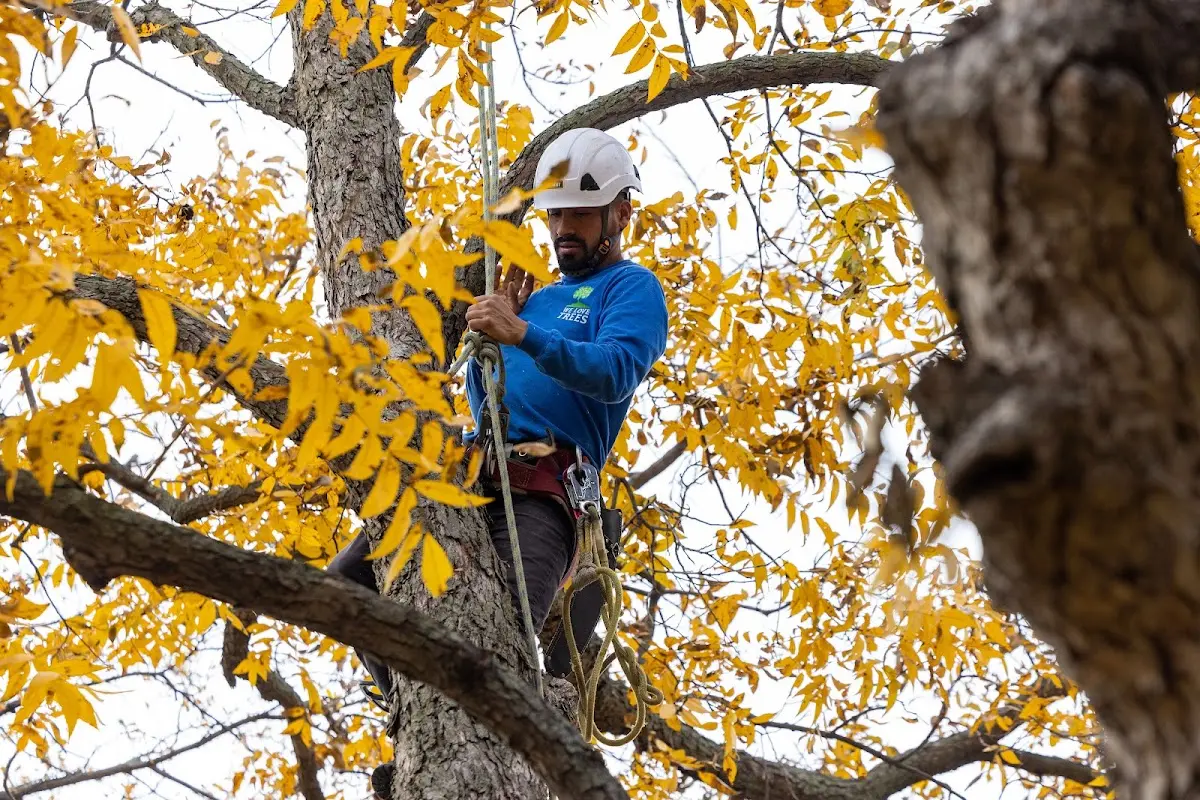 Skilled Tree Pruning crew working in Jackson Heights
